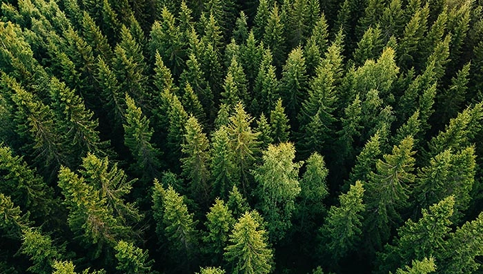 Wald 3 Wald 3