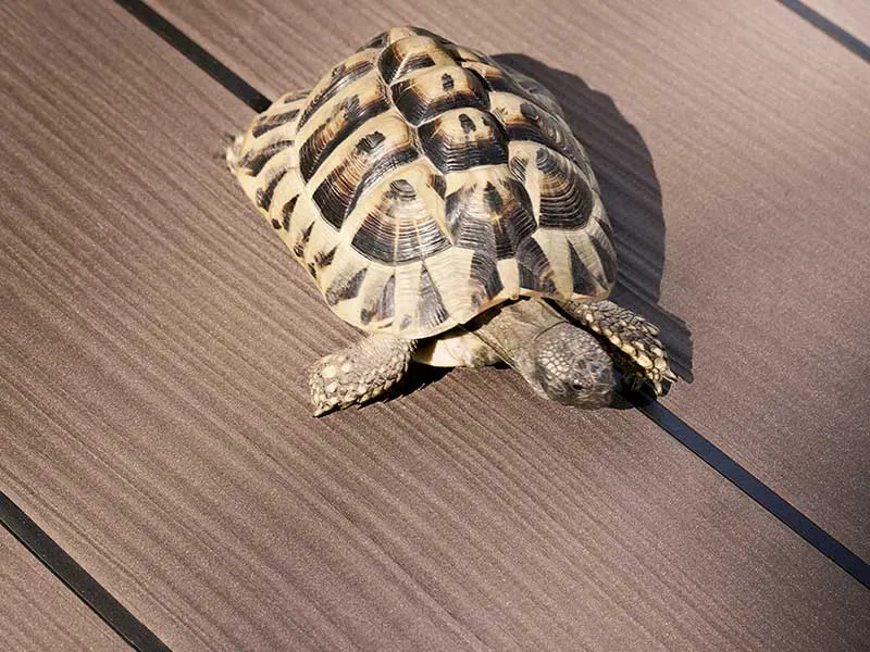 21x145mm PREMIUM PLUS lavabraun