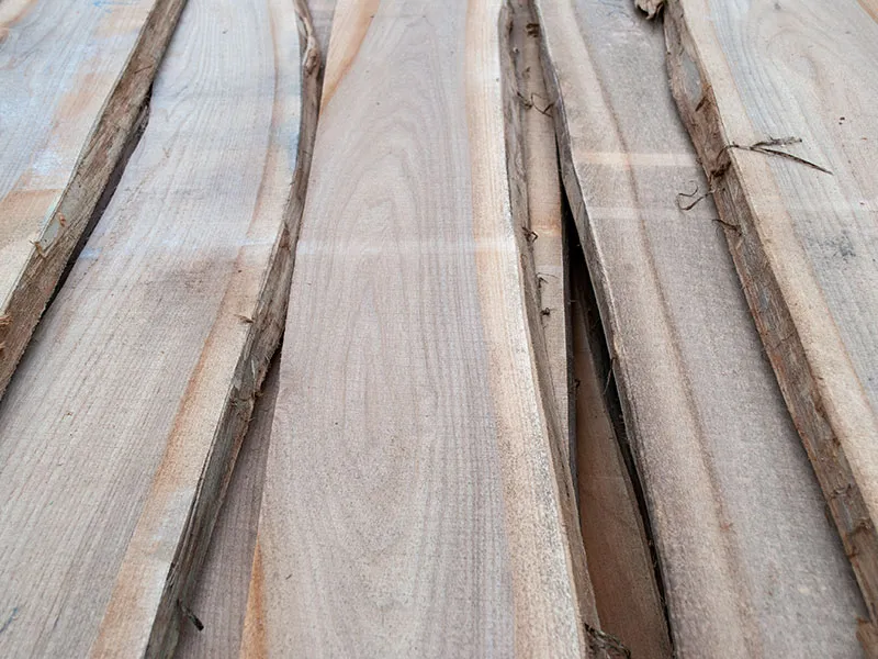 80mm R&uuml;ster/Ulme Stammware KD